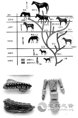 南京方山洞玄观遗址发现安琪马化石揭秘马儿进化史