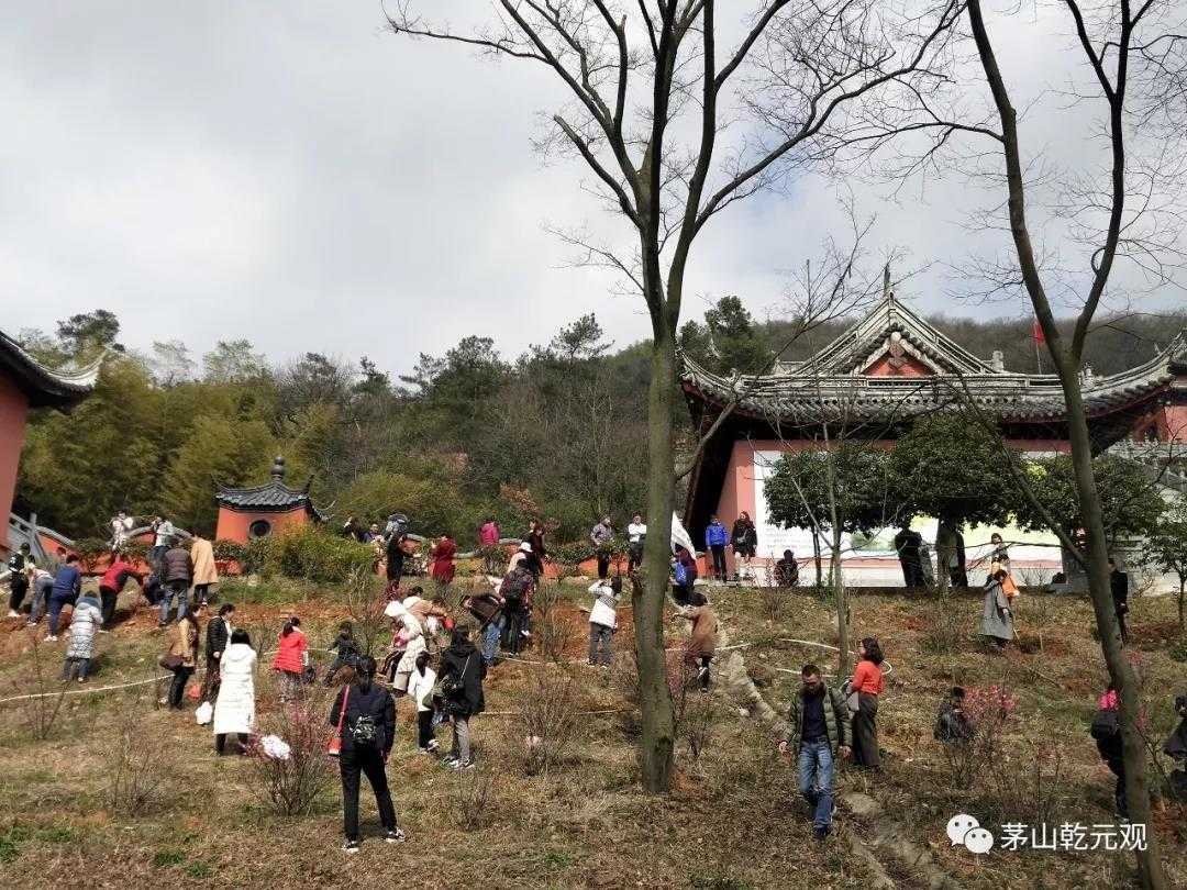 江苏茅山乾元观组织联合开展义务植树活动