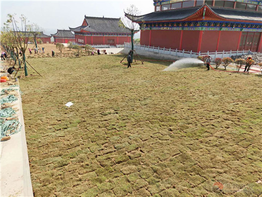 南京方山洞玄观开展春季绿化创建生态道观
