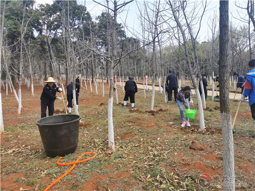 云南省道教协会开展护林活动